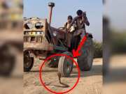 Snake Video King Cobra came in front of tractor