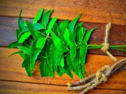 Health tips neem leaves benefits in winter season for dandruff and joints 