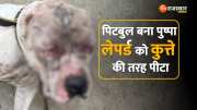 Viral Video Fight between leopard and pitbull Dog in Jaipur