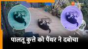 Viral Video Panther arrived at guest house and caught dog in its mouth