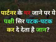 GK Quiz: साथी के मर जाने पर कौन सा पक्षी अपना सिर पटक-पटककर अपनी जान दे देता है?