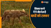 Sawai madhopur News Caracal seen in Ranthambore Tiger Reserve