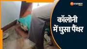 Sikar News Jaipur forest department team rescued panther that came to Bhagat Singh colony