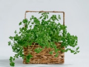 Diabetes acidity to bloating health benefits of coriander leaves 