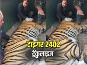 Rajasthan viral video Tiger 2402 was tranquilized and radio collar was installed