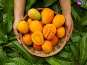 Mango season Where you can get sweet juicy mangoes cheap prices in India