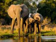 indias largest elephant population nilgiri biosphere reserve wildlife conservation
