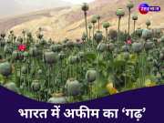 Trending GK: भारत में कहां-कहां होती है अफीम की खेती? किसानों को कैसे मिलता है लाइसेंस; जानिए हर छोटी-बड़ी बात