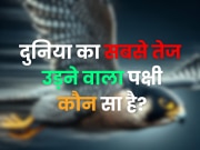 World GK Quiz: दुनिया का सबसे तेज उड़ने वाला पक्षी कौन सा है?