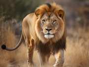 Gujrat Gir National Park has most number of lions in India