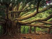 Worlds largest banyan tree Botanical Garden Kolkata India Guinness World Records know facts