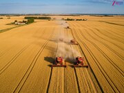 World largest wheat producing countries 2025 india china russia america 