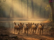 india national parks to spot endangered wild dogs dholes Nagarhole National Park Kanha Tiger Reserve