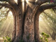 कौन सा पेड़ जीवन का पेड़ कहलाता है? चमात्करिक तत्वों से भरा वृक्ष 5000 साल तक रहता 'जिंदा'