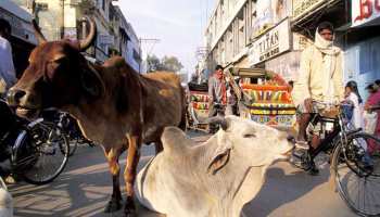 बाड़मेर: शहर में आवारा पशुओं का आतंक, कई लोग हुए शिकार बाड़मेर: शहर में आवारा पशुओं का आतंक, कई लोग हुए शिकार
