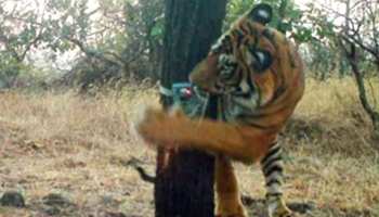 ट्रैप कैमरे में कैद हुए बाघ और बाघिन, वन विभाग सुरक्षा को लेकर अलर्ट ट्रैप कैमरे में कैद हुए बाघ और बाघिन, वन विभाग सुरक्षा को लेकर अलर्ट