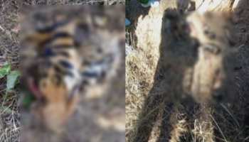 MP: कान्हा नेशनल पार्क में बाघ ने की बाघिन की हत्या, चबा-चबा कर खा गया शव MP: कान्हा नेशनल पार्क में बाघ ने की बाघिन की हत्या, चबा-चबा कर खा गया शव