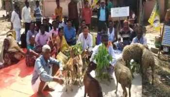 घाटशिला: भेड़-बकरियों के हक के लिए धरने पर बैठा शख्स, लोगों के लिए बना कौतूहल का विषय घाटशिला: भेड़-बकरियों के हक के लिए धरने पर बैठा शख्स, लोगों के लिए बना कौतूहल का विषय