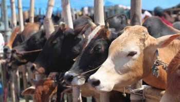 मथुरा: इस गांव में बनेगी प्रदेश की सबसे बड़ी गोशाला, एक साथ रह सकेंगे 50 हजार से ज्यादा गोवंश मथुरा: इस गांव में बनेगी प्रदेश की सबसे बड़ी गोशाला, एक साथ रह सकेंगे 50 हजार से ज्यादा गोवंश