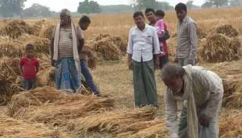 बारिश की एक-एक बूंद चीर रही थी कलेजा, सुबह खेत की हालत देख बैठ गया दिल बारिश की एक-एक बूंद चीर रही थी कलेजा, सुबह खेत की हालत देख बैठ गया दिल