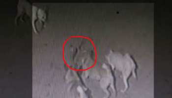 VIDEO: मालिक को बचाने के लिए कोबरा से घंटों लड़ते रहे चार पालतू कुत्ते, गंवाई जान VIDEO: मालिक को बचाने के लिए कोबरा से घंटों लड़ते रहे चार पालतू कुत्ते, गंवाई जान