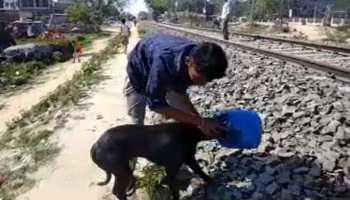 रेल ट्रैक पर खड़े कुत्ते के सिर में फंसा पानी का डब्बा, लोगों ने ऐसे किया रेस्क्यू रेल ट्रैक पर खड़े कुत्ते के सिर में फंसा पानी का डब्बा, लोगों ने ऐसे किया रेस्क्यू
