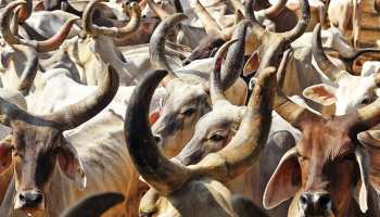 प्रतापगढ़: गौरक्षकों ने बछड़े को किया रेस्क्यू, इलाज के लिए पहुंचाया पशु चिकित्सालय प्रतापगढ़: गौरक्षकों ने बछड़े को किया रेस्क्यू, इलाज के लिए पहुंचाया पशु चिकित्सालय