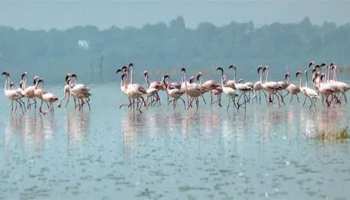 आखिरी सांसे गिन रहा प्रवासी पक्षियों का घर बिहार का 'कावर झील पक्षी विहार' आखिरी सांसे गिन रहा प्रवासी पक्षियों का घर बिहार का 'कावर झील पक्षी विहार'