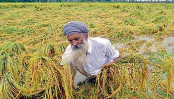 राजस्थान: मौसम में बदलाव से बढ़ी किसानों की मुश्किलें, मंडियों में भीगा अनाज राजस्थान: मौसम में बदलाव से बढ़ी किसानों की मुश्किलें, मंडियों में भीगा अनाज