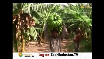 Krishi Kranti: Farmer gets bumper yield and profits of millions