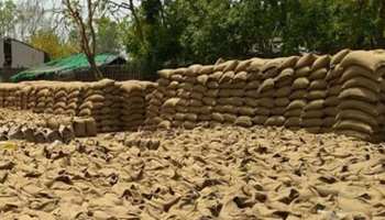 श्रीगंगानगर: FCI को बेची गेंहू, हुई बारिश, नुकसान की भरपाई करेंगे किसान श्रीगंगानगर: FCI को बेची गेंहू, हुई बारिश, नुकसान की भरपाई करेंगे किसान