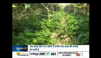 Krishi Kranti : Earn more profit by new techniques of Double layer farming