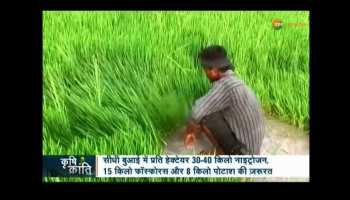 Krishi Kranti: Get high crop of rice by DSR technique