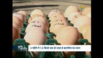 Krishi Kranti: Birsa Agricultural University has developed a breed of Jharsim poultry