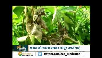 Krishi Kranti: How to save crops from pests ?