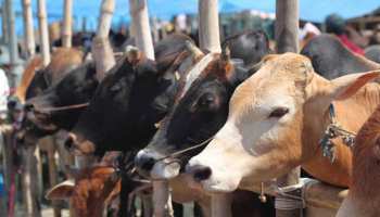 राजस्थान: इस गौशाला में गायों को गर्मी से बचाने के लिए लगाए गए फोगिंग सिस्टम राजस्थान: इस गौशाला में गायों को गर्मी से बचाने के लिए लगाए गए फोगिंग सिस्टम