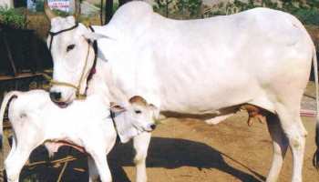 जोधपुर: कोर्ट ने ऐसे लगाया गाय के असली मालिक का पता, जानकर आप भी रह जाएंगे हैरान जोधपुर: कोर्ट ने ऐसे लगाया गाय के असली मालिक का पता, जानकर आप भी रह जाएंगे हैरान