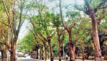 राजस्थान का इकोसिस्टम खतरे में, पेड़ों की संख्या घटी तो और बढ़ेगा तापमान: रिपोर्ट राजस्थान का इकोसिस्टम खतरे में, पेड़ों की संख्या घटी तो और बढ़ेगा तापमान: रिपोर्ट