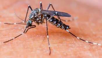 छत्तीसगढ़ः भिलाई में फिर मंडरा रहा है डेंगू का खतरा, 4 केस मिलने के बाद मचा हड़कंप छत्तीसगढ़ः भिलाई में फिर मंडरा रहा है डेंगू का खतरा, 4 केस मिलने के बाद मचा हड़कंप