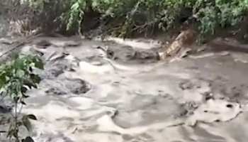 VIDEO: चमोली में मूसलाधार बारिश से कहीं पानी के साथ बह गईं सड़कें तो कहीं फटे बादल VIDEO: चमोली में मूसलाधार बारिश से कहीं पानी के साथ बह गईं सड़कें तो कहीं फटे बादल