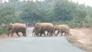झारखंड: लोहरदगा में भटके हाथियों को वन अधिकारियों ने पहुंचाया जंगल, ग्रामीणों ने ली राहत की सांस झारखंड: लोहरदगा में भटके हाथियों को वन अधिकारियों ने पहुंचाया जंगल, ग्रामीणों ने ली राहत की सांस