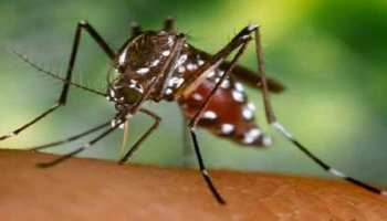 हल्द्वानी: डेंगू के डंक ने लोगों को किया परेशान, बेस अस्पताल में 1 साल से फिजिशियन नहीं हल्द्वानी: डेंगू के डंक ने लोगों को किया परेशान, बेस अस्पताल में 1 साल से फिजिशियन नहीं