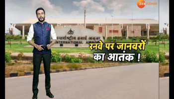 Terror of animals on Jaipur airport runway!
