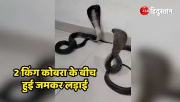 King Cobra Dangerous fight between 2 king cobras, they attacked by jumping