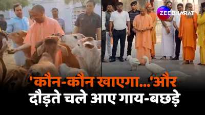 Uttar Pradesh CM Yogi Adityanath reached Gorakhnath Temple fed gram jaggery to cows