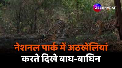 Tiger and tigress seen playing pranks in Kanha National Park Mandla MP