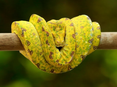 Venomous golden lancehead vipers snake in brazil island  