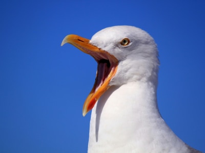 Seagull bird most intelligent birds in the world  