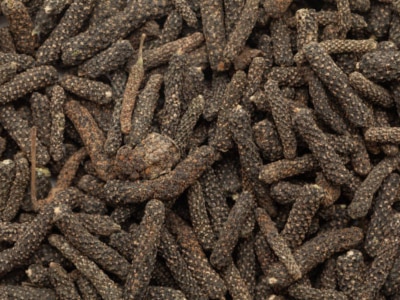 Health tips benefits of long pepper in winter season pippali ke fayde 