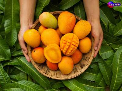 Mango season Where you can get sweet juicy mangoes cheap prices in India